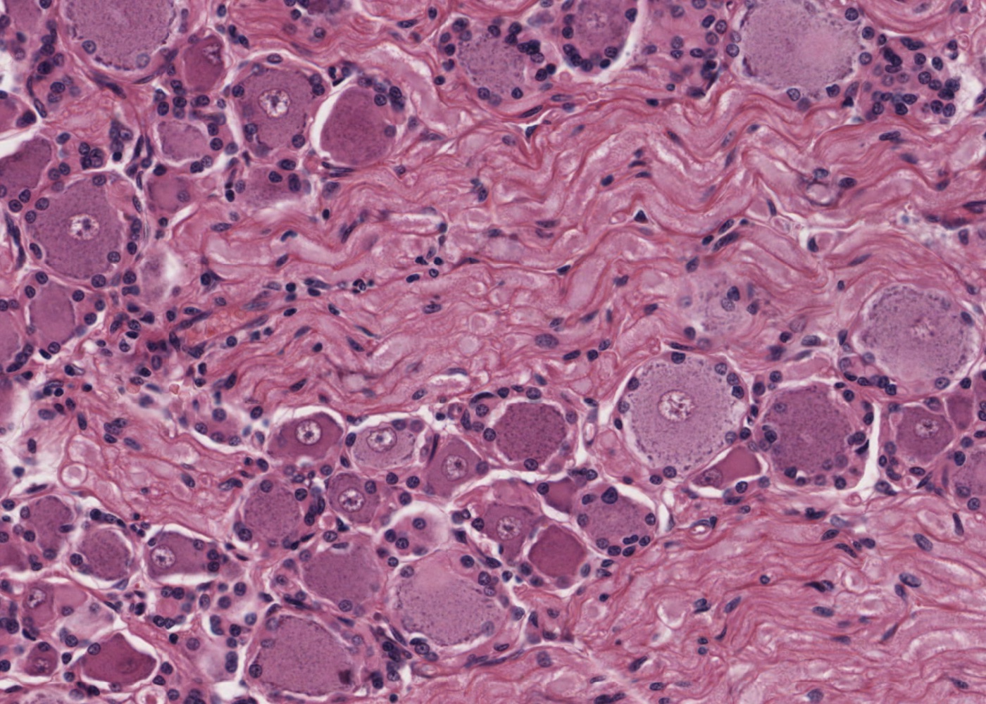 Nerve Ganglia Meyers Histology