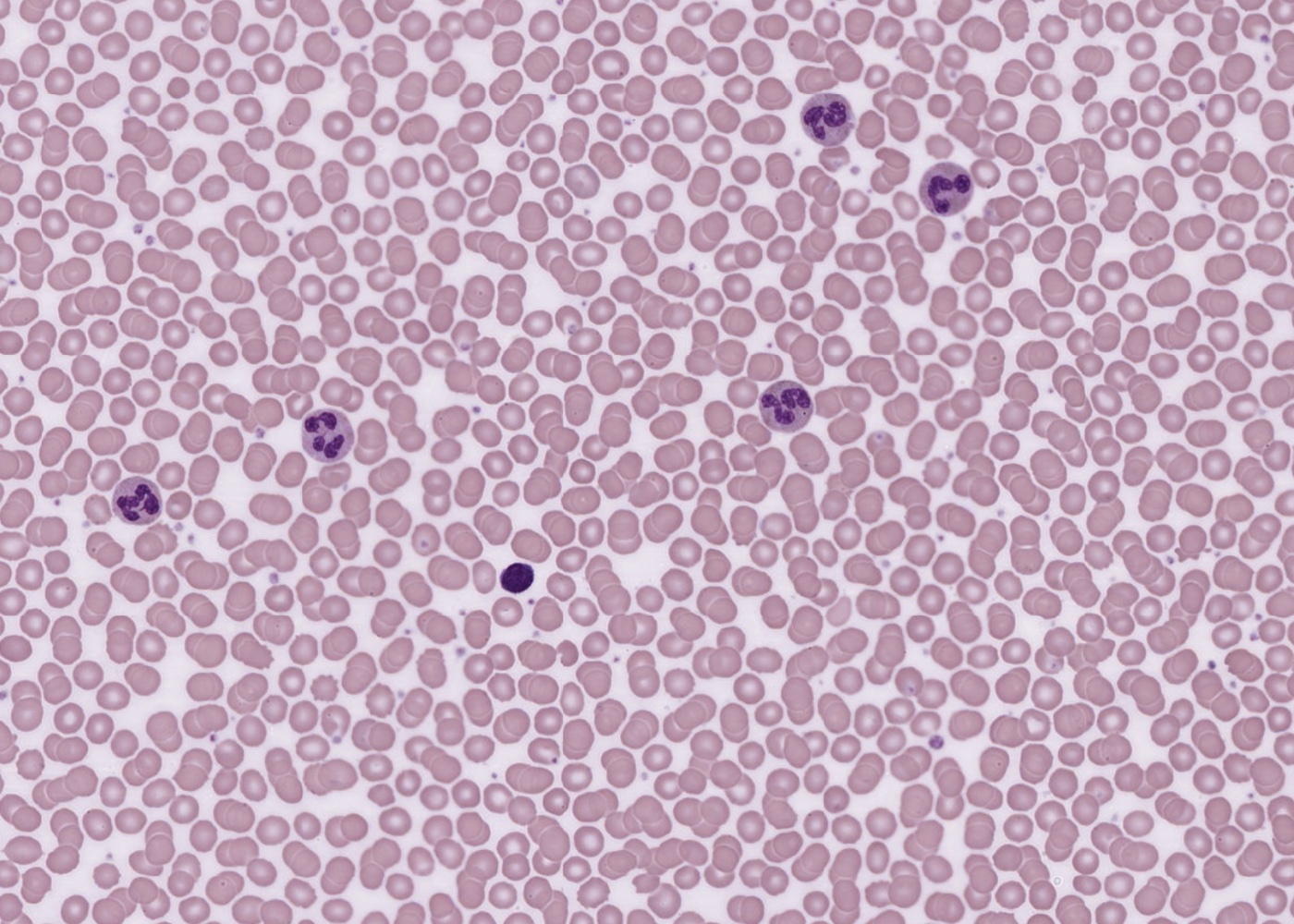 Blood Meyers Histology
