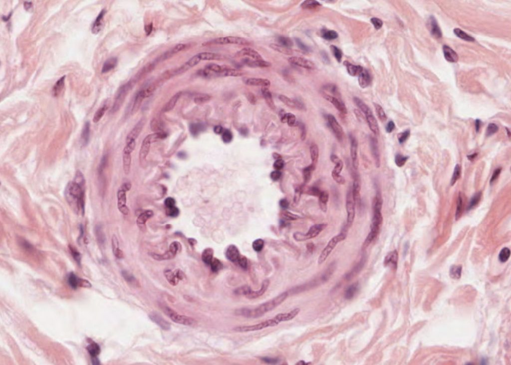 the-cardiovascular-system-meyers-histology