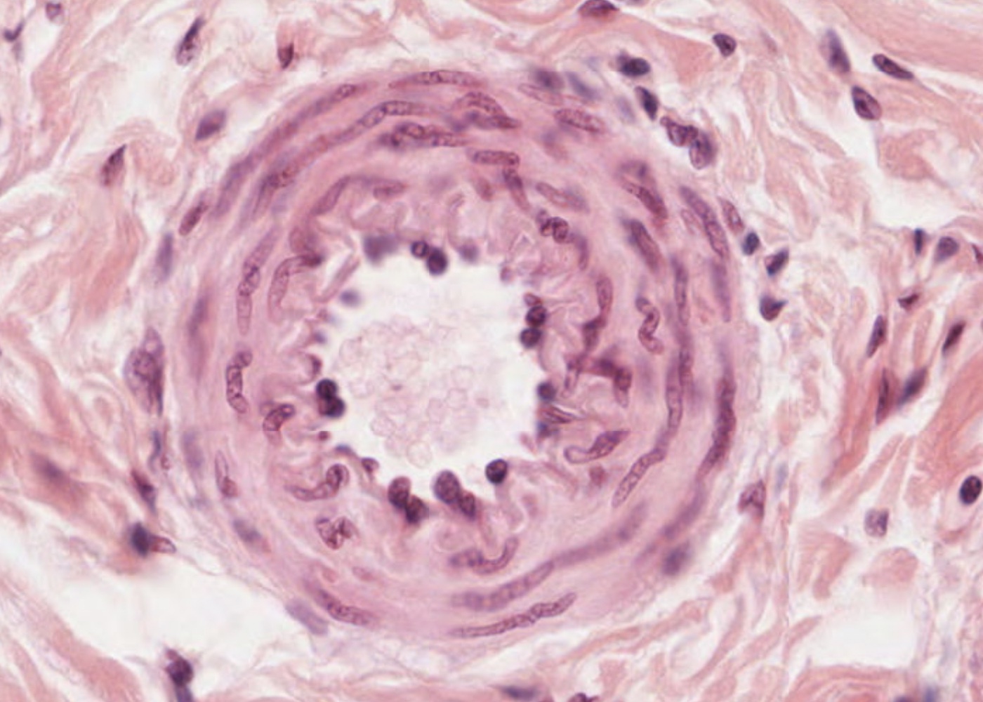 The Cardiovascular System Meyers Histology