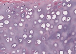 Cartilage Meyers Histology