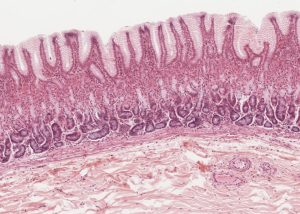 Digestive System – Meyers Histology