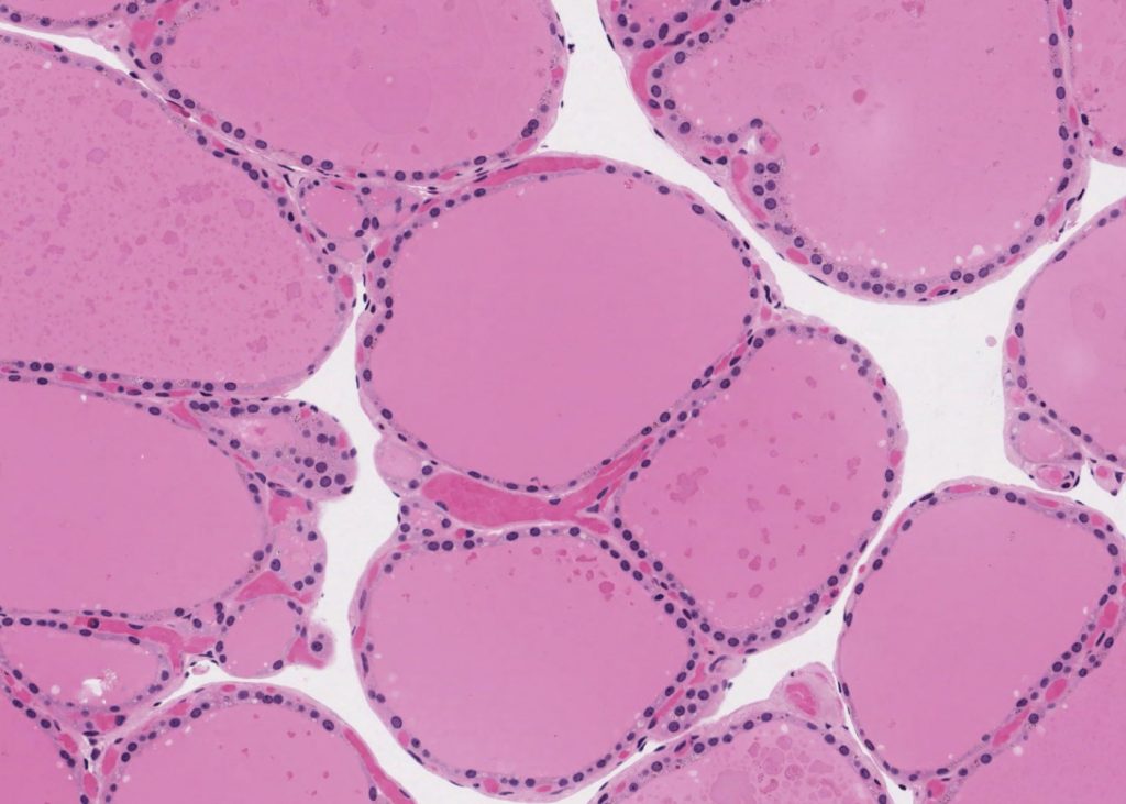 endocrine-system-meyers-histology