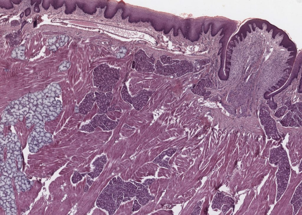 Oral Cavity Tooth And Gingiva Meyers Histology