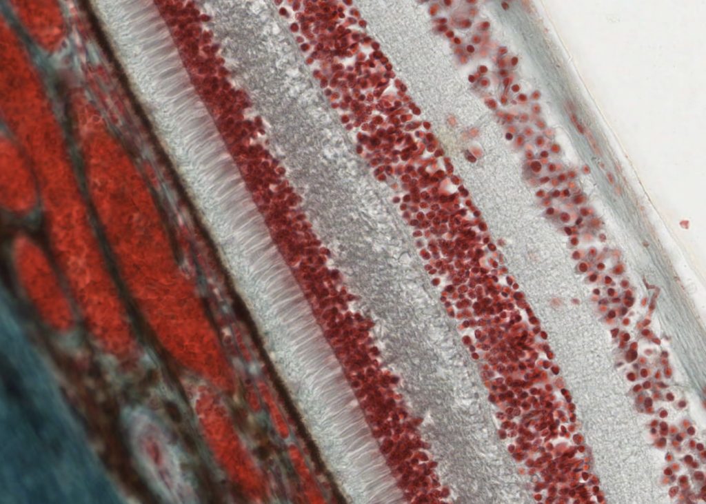 The Eye – Meyers Histology