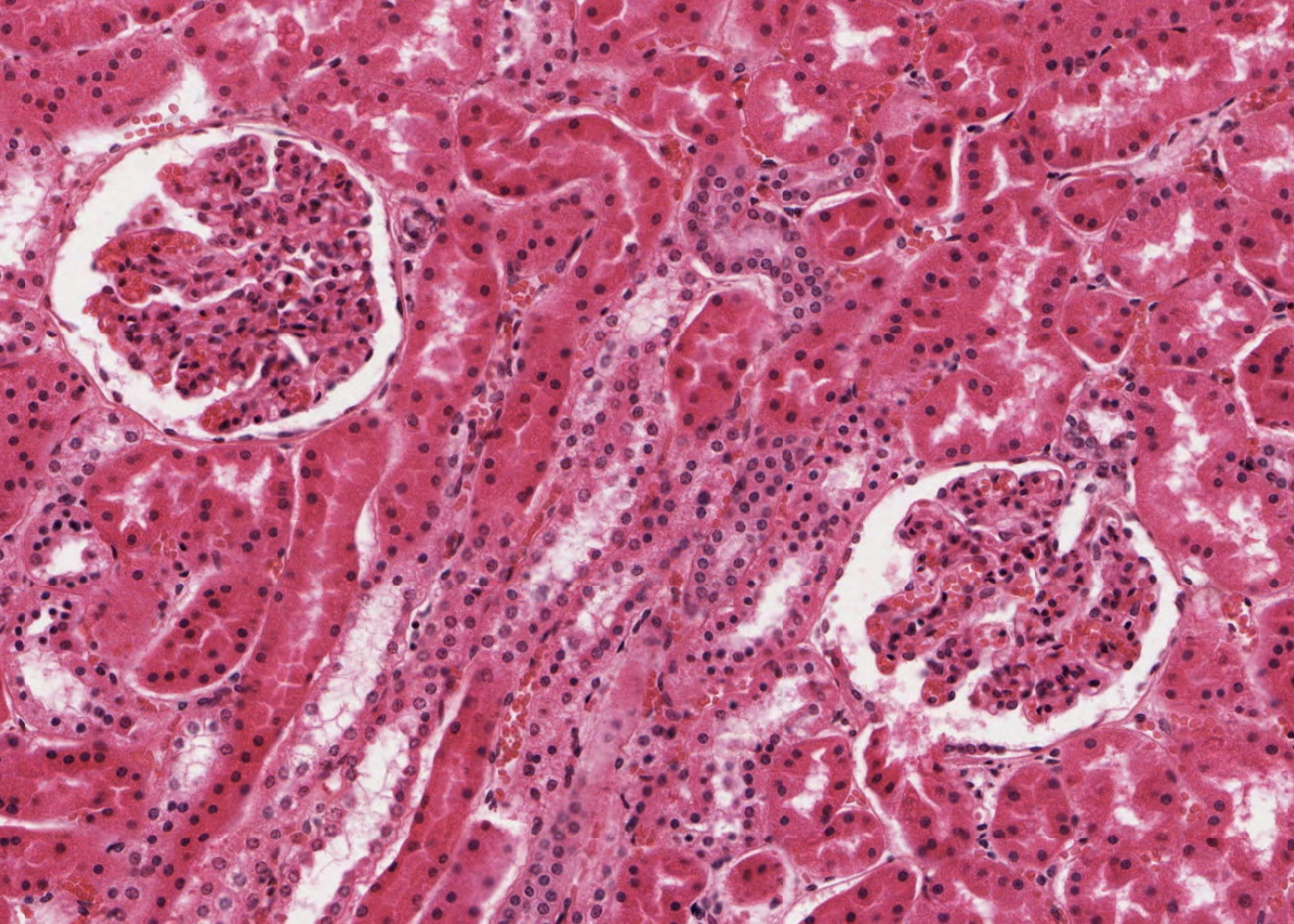 Urinary System Meyers Histology